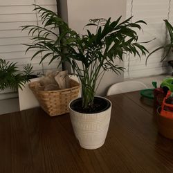 Palm tree Real Plant 