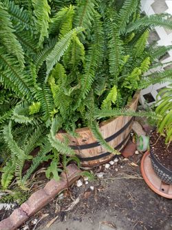 Giant Fern
