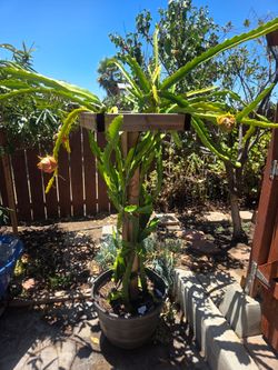 Mature dragon fruit with trellis