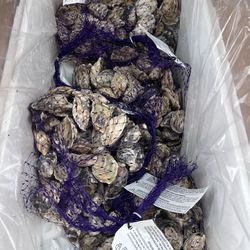 Pacific oysters “kusshi” variety from Neptune seafood company