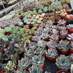 Weekend Sale 4” Succulents $2.50 Each 