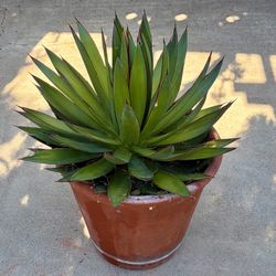 Agave attenuata red margin plant