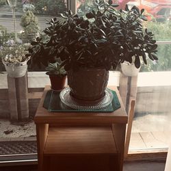 GIANT JADE PLANT “ FLOWERING MONEY PLANT “ Organically Grown NEWLY REPOTTED IN A HEAVY PORCELAIN POT INDOOR OUTDOOR FLOWERING WHITE FLOWERS 