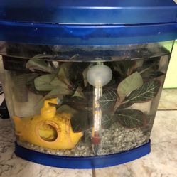 Fish Tank For Fishes 
