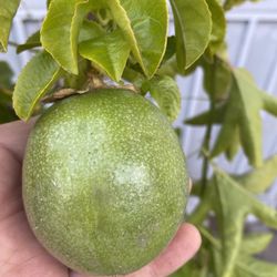 Yellow Maracuya Passion Fruit With Fruits, Is Climbing Plant In 5 Gallóns Pot Pick Up Only