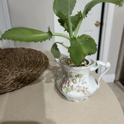 Mother Of Thousands Plant In Cute Cup