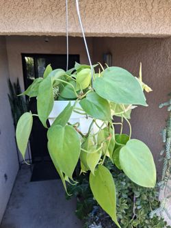CLEARANCE Philodendron Hederaceum Lemon Lime Plant $18