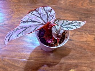 Begonia Lamoon