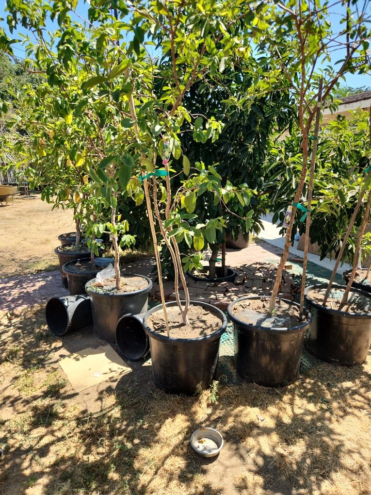 White Indian Guava Tree