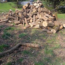 Have A lot Of Fire Wood Its Oak Ash And Maple +5 Walnut Trees Denver Shepherd