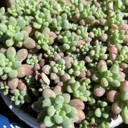 Echeveria Caviar Cluster $30 Plant Only+pot$9
