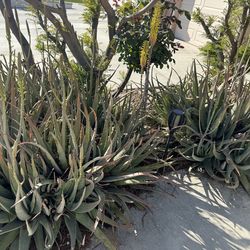 Free!  Aloe Vera