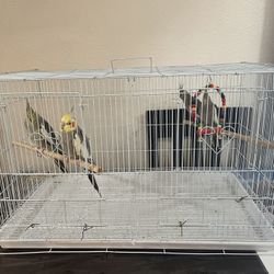 Cage for Birds