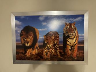 Animal Pictures