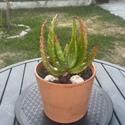 Very Healthy Aloe Aculeata Plant In Clay Pot 