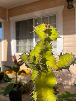 Euphorbia grandicornis cactus