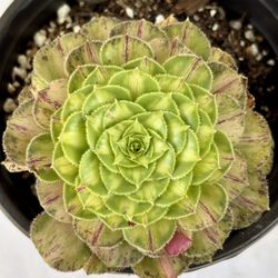 Aeonium Ultra