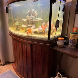 Fishes And Tank Sell Together Only 