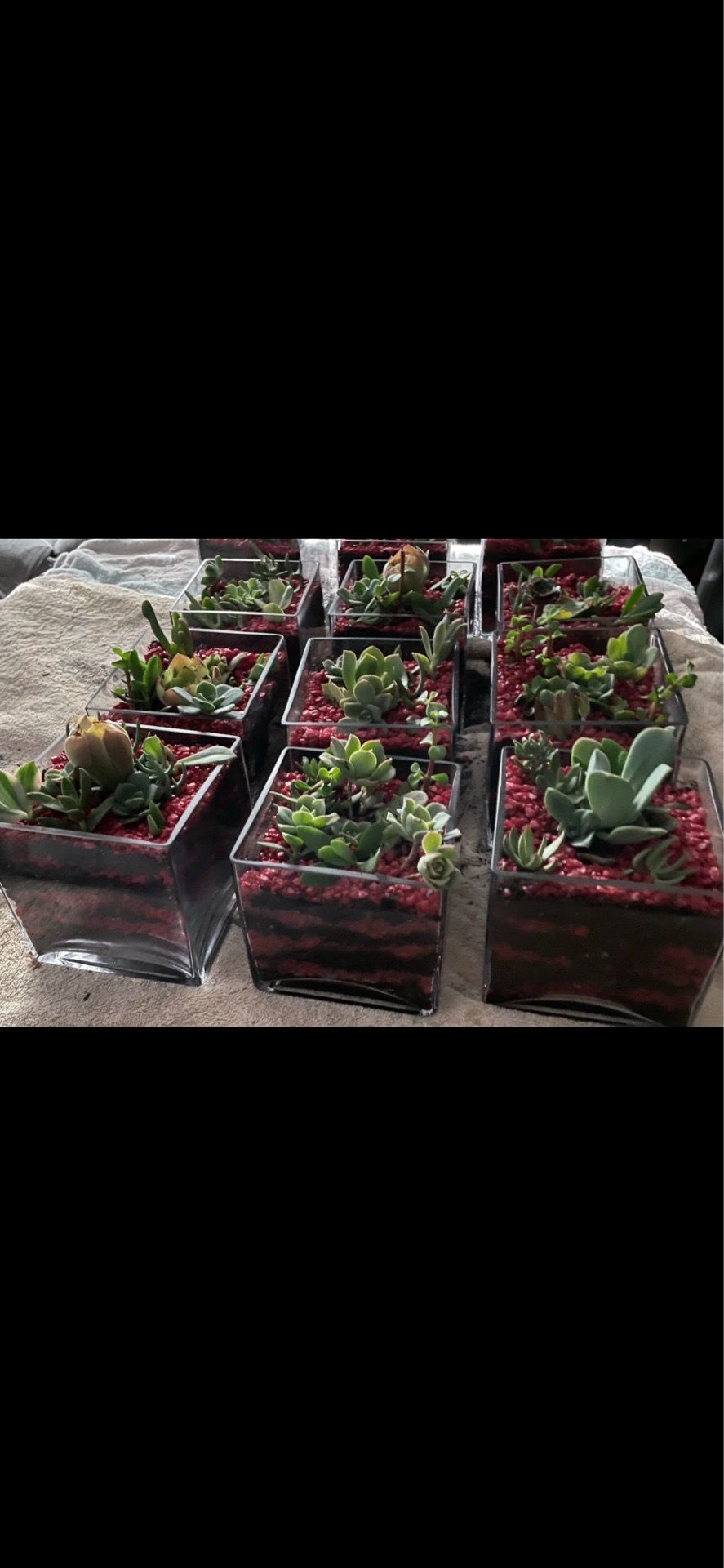 Succulents in glass-custom-made any color