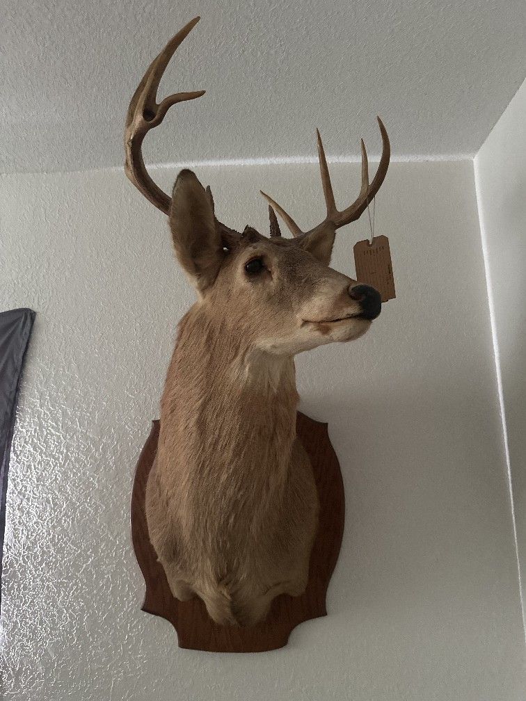 Shoulder Mount 10 Point White Tail Deer Real Antler Buck Taxidermy