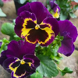 Black And Yellow Bicolor Pansy Flower Plants! Perrennial Vareity! Several Colors Available! 2026 Plants Are Available!