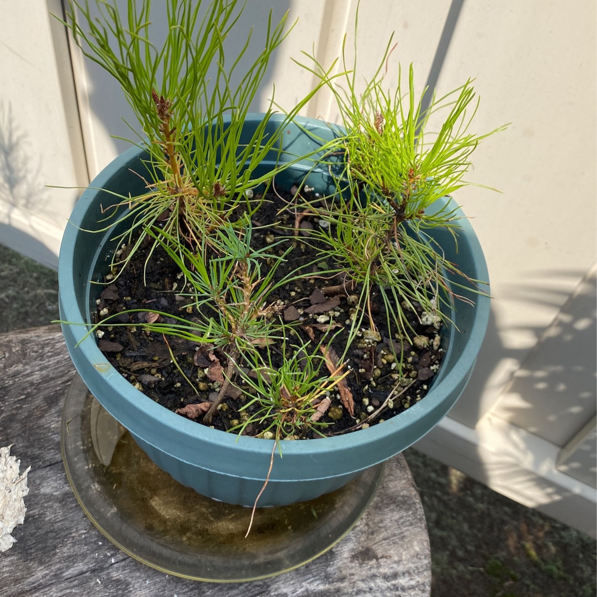 TANYOSHA Tree Saplings Ñ Monroeville