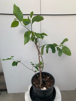 #1- Cherimoya Tree from Seeds