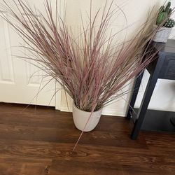 Potted Grass Plant 