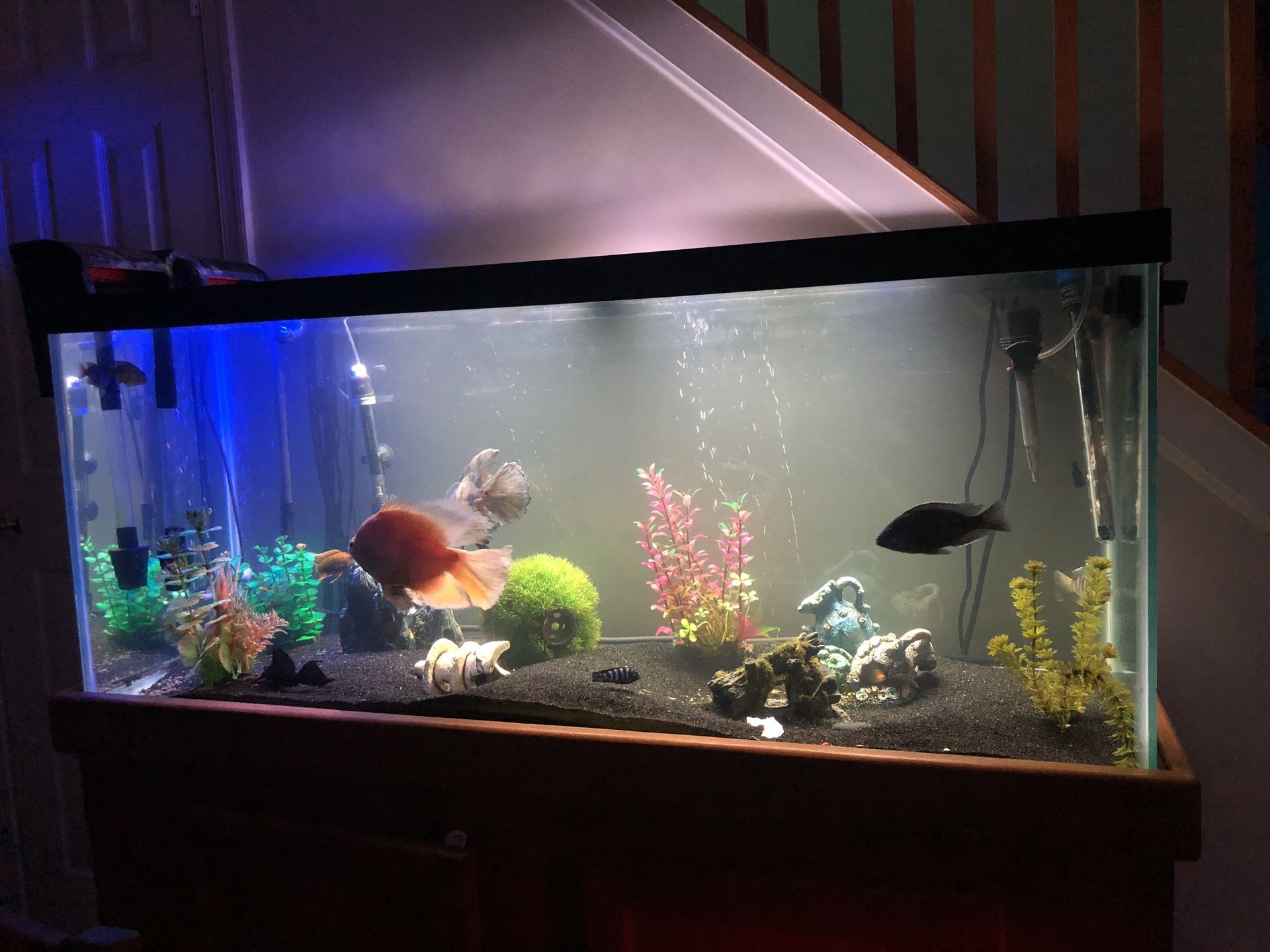 75 gallon fish tank w/ all you see and filters fish too your looking at an assortment of different species and breads of African Chilids and South Am