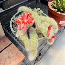 Monkey Tail Cactus