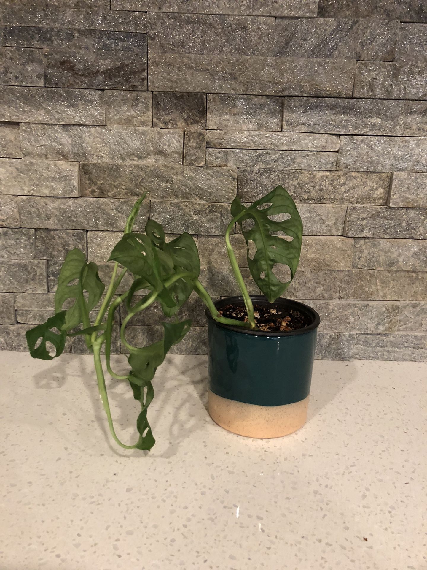 Monstera Adansonii 