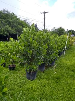 Closure tree 1 gallon different size perfect for privacy make your own fence