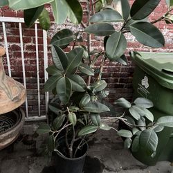 Potted tree