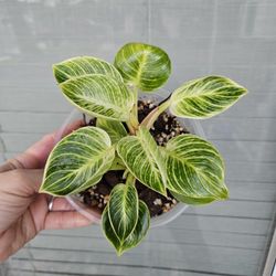 Philodendron Birkin Plant