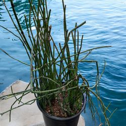 Large Horsetail Plant