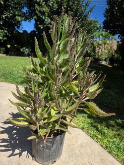 Kalanchoe Mother Of Thousand Suculent Plant Medesinal