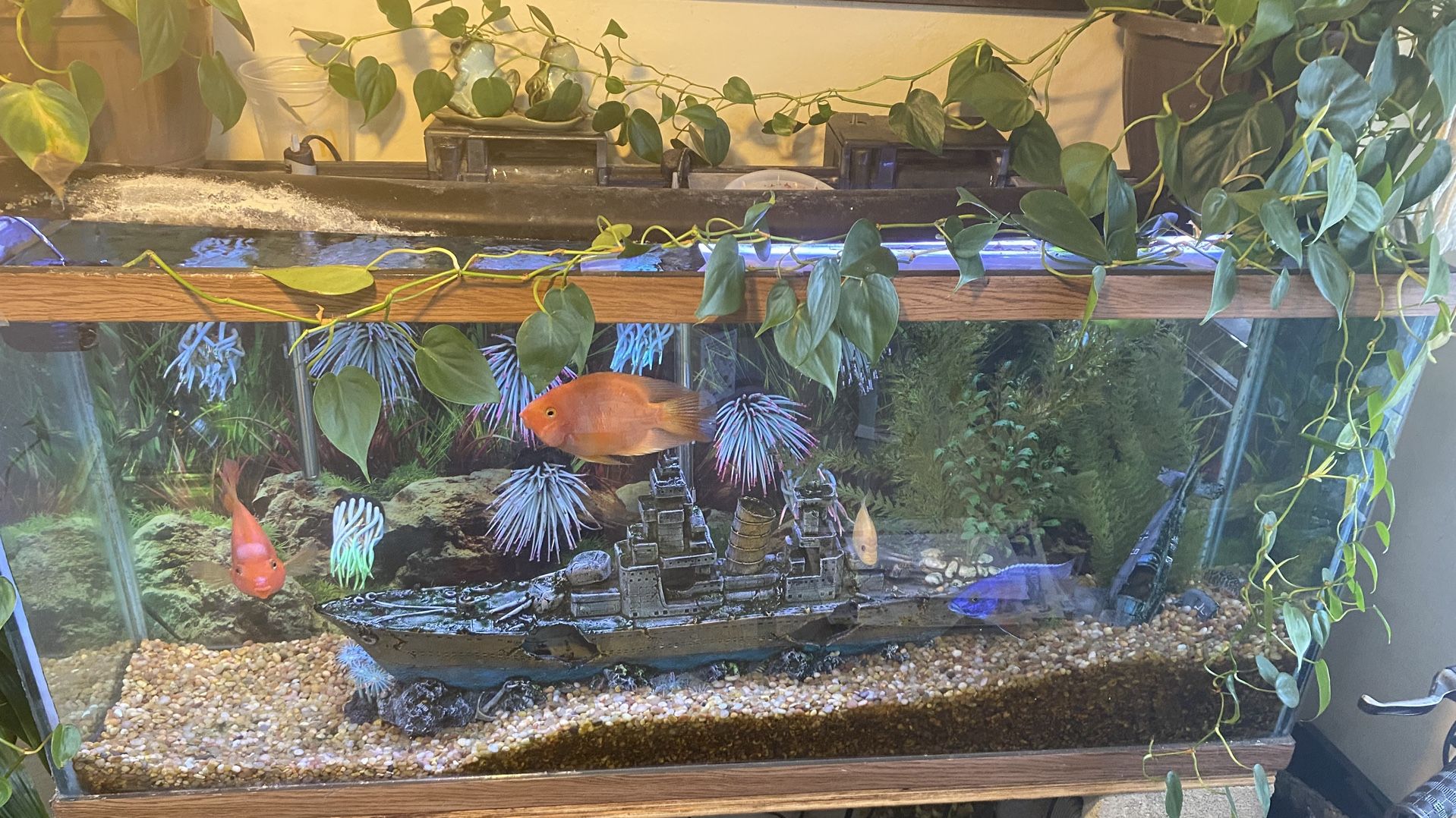 75 Gallon Aquarium, Lamp, Two 50 Gal. FluVal Filtration System, Aquarium Only, Plus Filtration System, Lamp. No Lid.