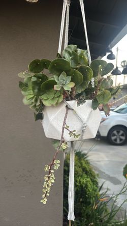 Hanging Succulent plant!