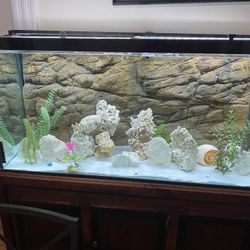 Fish Tank 90 Gallons with external Pump+all The Corals As You See On The Picture’s 