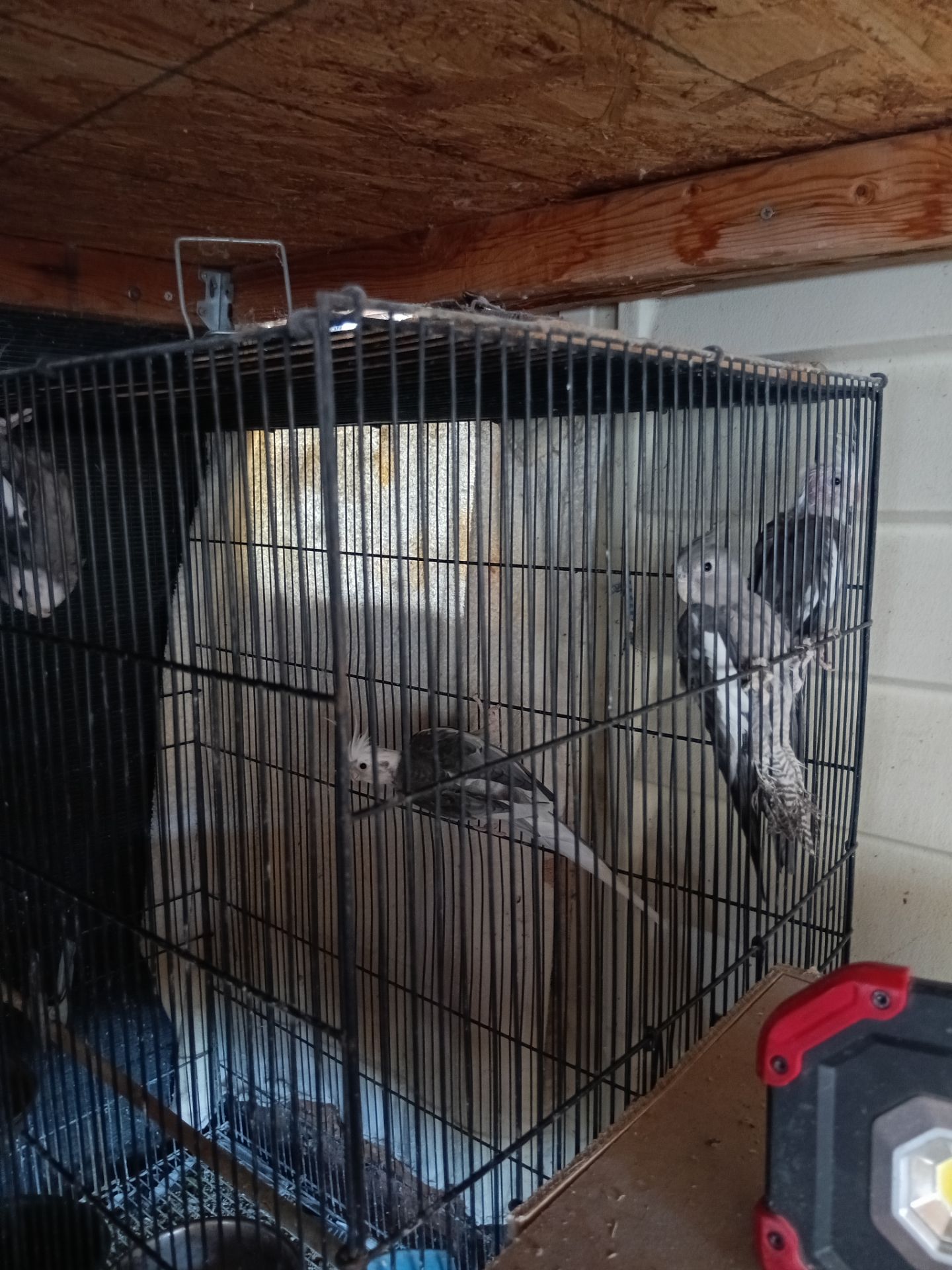 Bird cage