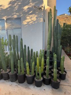 San Pedro cactus