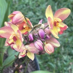 GROUND ORCHIDS ( 3 Gallon Pot) Eye Catching 