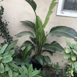 Strelitzia nicolai