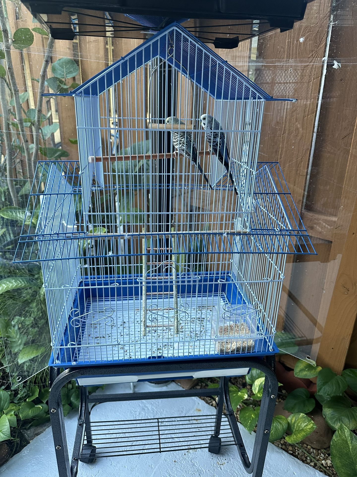 Birds