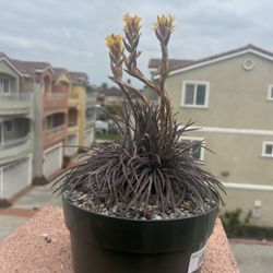 Beautiful Succulent In bloom