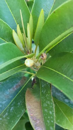 Saperdela plants