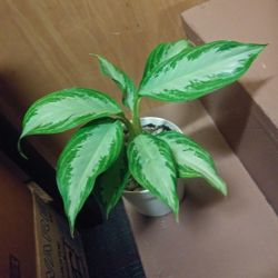 Aglaonema house plants$12-$14 Each pot