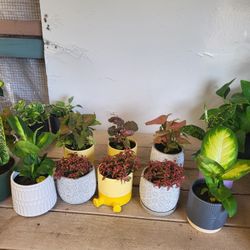 Plants.4" Ceramic Pot.$5 Each