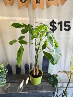 Money tree
