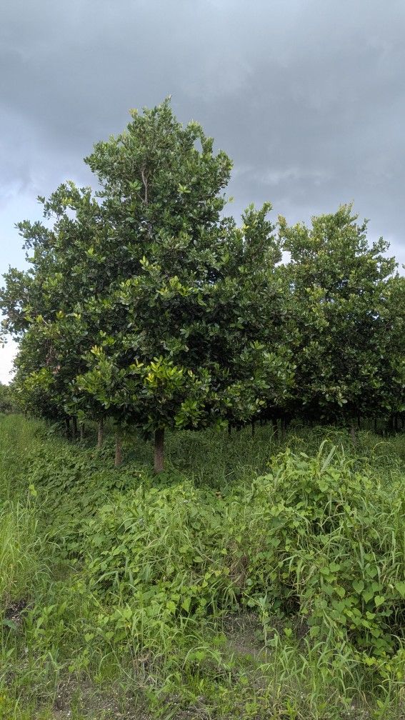 Live Oak Trees All Sizes Available